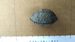 Elaeocarpus bancroftii