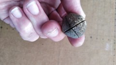 Elaeocarpus bancroftii