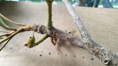 Elaeocarpus bancroftii