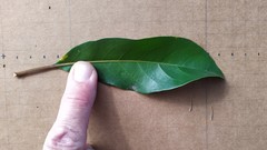 Elaeocarpus bancroftii