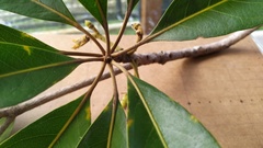 Elaeocarpus bancroftii