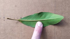 Elaeocarpus bancroftii