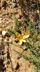 Moraea karroica