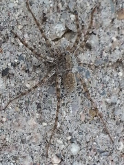 Lycosidae