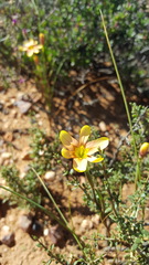 Moraea karroica