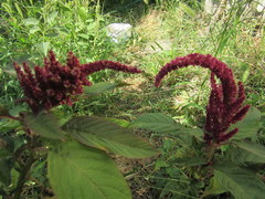 Amaranthus caudatus