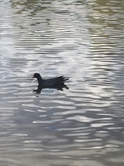 Gallinula tenebrosa