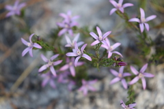 Philotheca salsolifolia