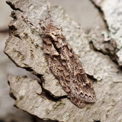 Izatha attactella