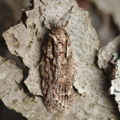 Izatha attactella