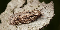 Izatha attactella