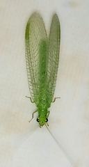 Chrysopa pallens-group