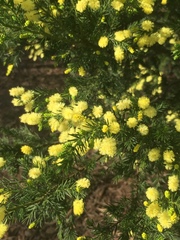 Acacia verticillata