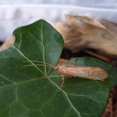 Limnephilus flavicornis