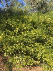 Acacia verticillata