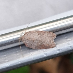 Acleris sparsana