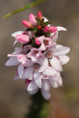 Philotheca buxifolia