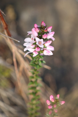 Philotheca buxifolia
