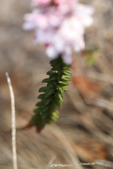 Philotheca buxifolia
