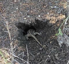 Sceloporus olivaceus