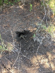 Sceloporus olivaceus