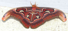 Attacus taprobanis