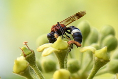 Oryttus concinnus
