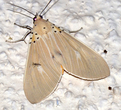 Asota producta