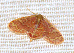 Lophophleps phoenicoptera