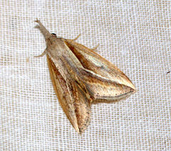 Rhynchina rivuligera