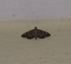 Diathrausta