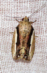 Etanna albisecta