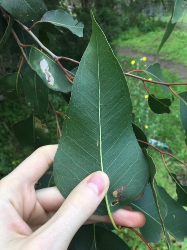 Image of Eucalyptus amplifolia by (c) Thomas Mesaglio, some rights reserved (CC BY)