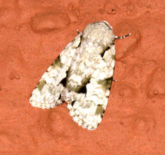 Thalathoides curtalis