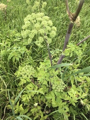 Angelica archangelica