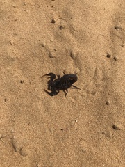 Androctonus crassicauda