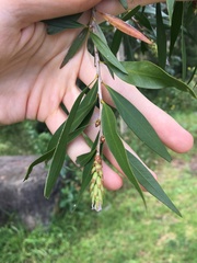 Melaleuca salicina
