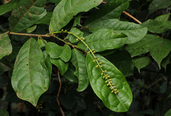 Thecacoris trichogyne