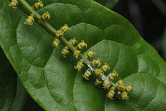 Thecacoris trichogyne