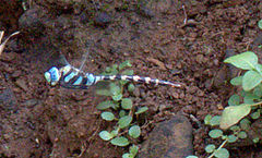 Anax immaculifrons