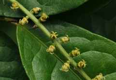 Thecacoris trichogyne