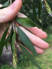 Melaleuca salicina