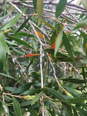 Melaleuca salicina