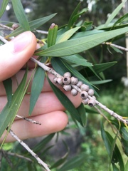 Melaleuca salicina
