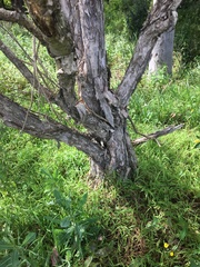 Melaleuca salicina