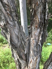 Melaleuca salicina