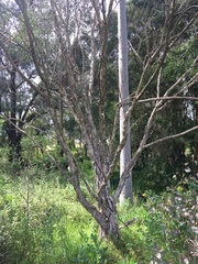 Melaleuca salicina