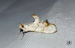 Eudaimonisma batchelorella