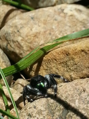 Phidippus audax