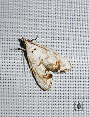 Eudaimonisma batchelorella